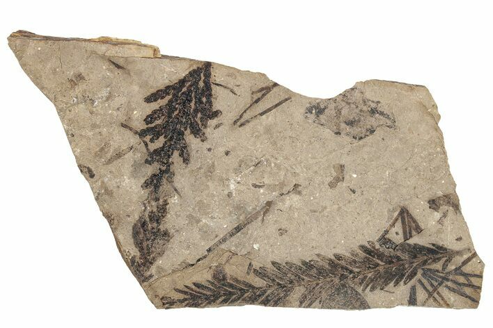 Conifer Fossil Plate - McAbee, BC #271381